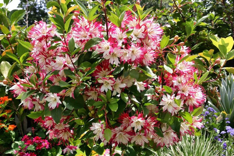 Ce fruitier tropical fait sensation chez les jardiniers français (et ce n’est que le début).jpg