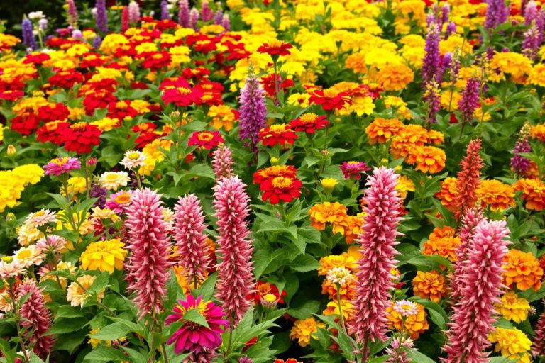 Ces 3 fleurs à planter en février vont remplir votre jardin de couleurs tout l’été (mais peu de jardiniers y pensent).jpg
