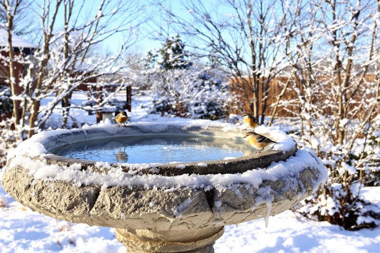 Cet objet du quotidien validé par la LPO garde l’eau des oiseaux du jardin liquide tout l’hiver sans électricité.jpg