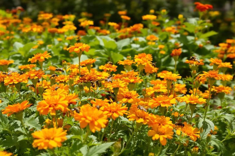 Cette fleur du potager, à planter en septembre, fait mieux que votre spray insecticide contre les nuisibles.jpg