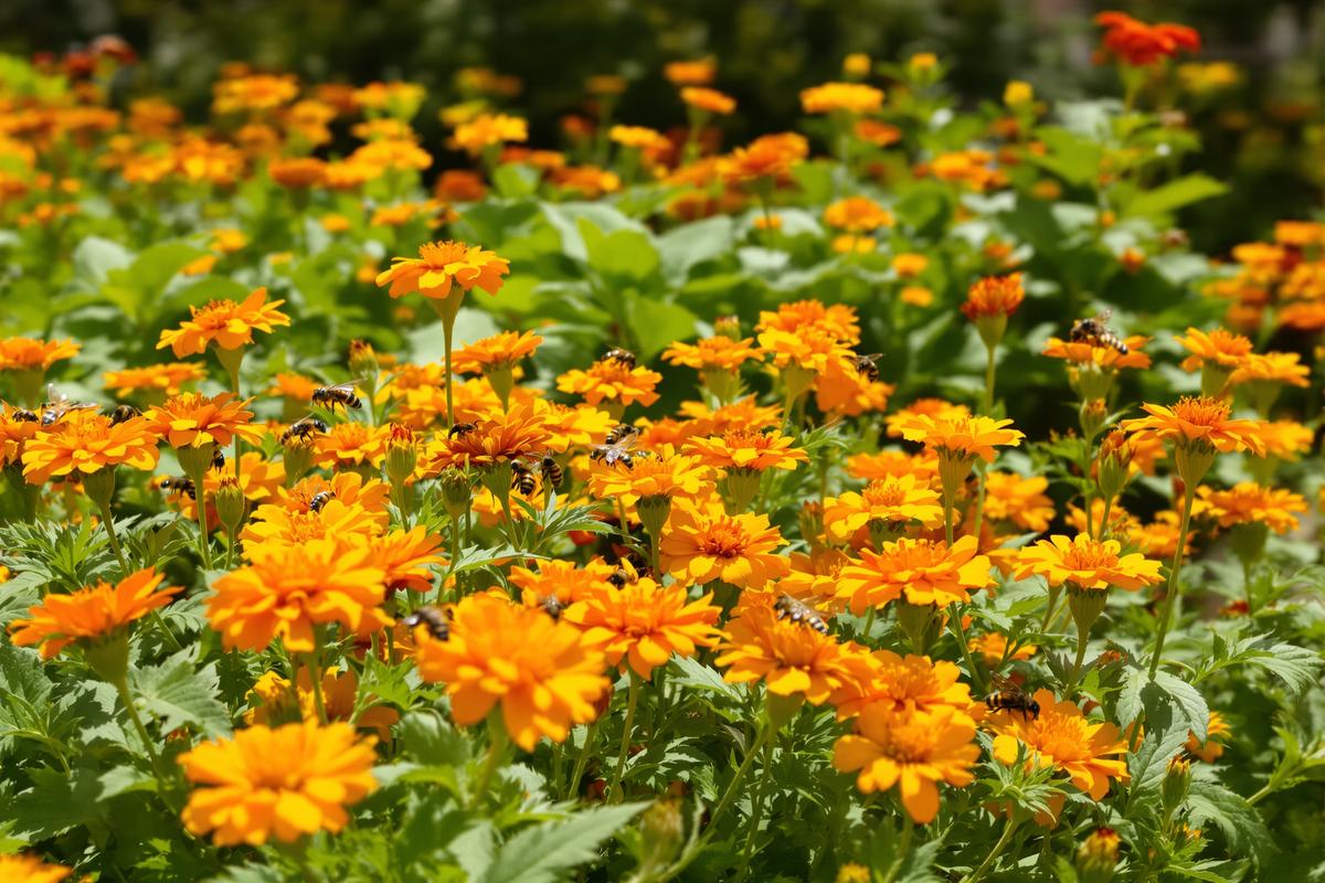 Cette fleur du potager, à planter en septembre, fait mieux que votre spray insecticide contre les nuisibles.jpg