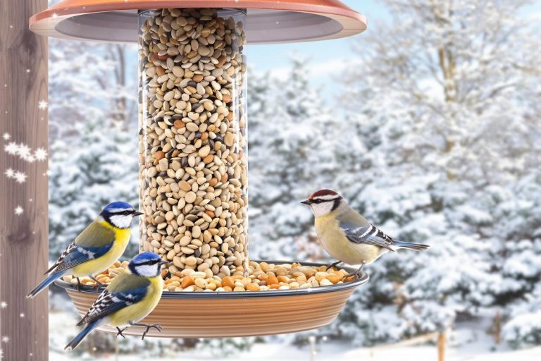 Comment bien nourrir les oiseaux du jardin en hiver ? Le guide pratique complet.jpg