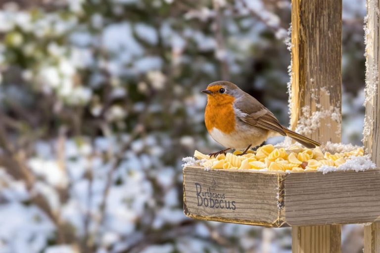 En hiver, protégez les rouges-gorges du jardin avec cet ingrédient de cuisine à 41 centimes : un geste simple mais vital.jpg