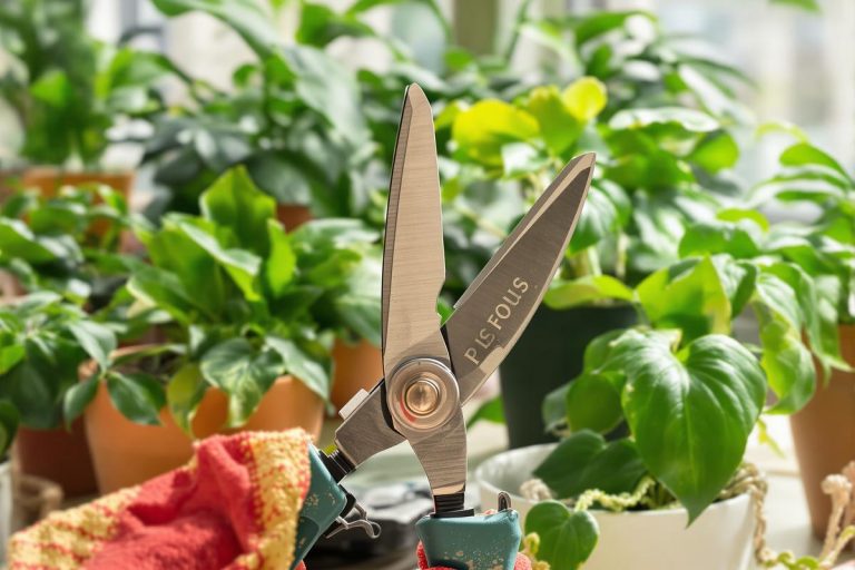 En janvier, taillez ces 11 plantes d’intérieur : si vous les laissez tranquilles, vous freinez leur reprise au printemps.jpg