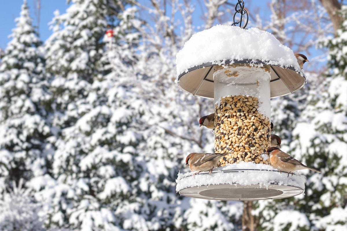 Ils voulaient nourrir les oiseaux… une erreur dans la mangeoire fait des victimes chaque hiver.jpg