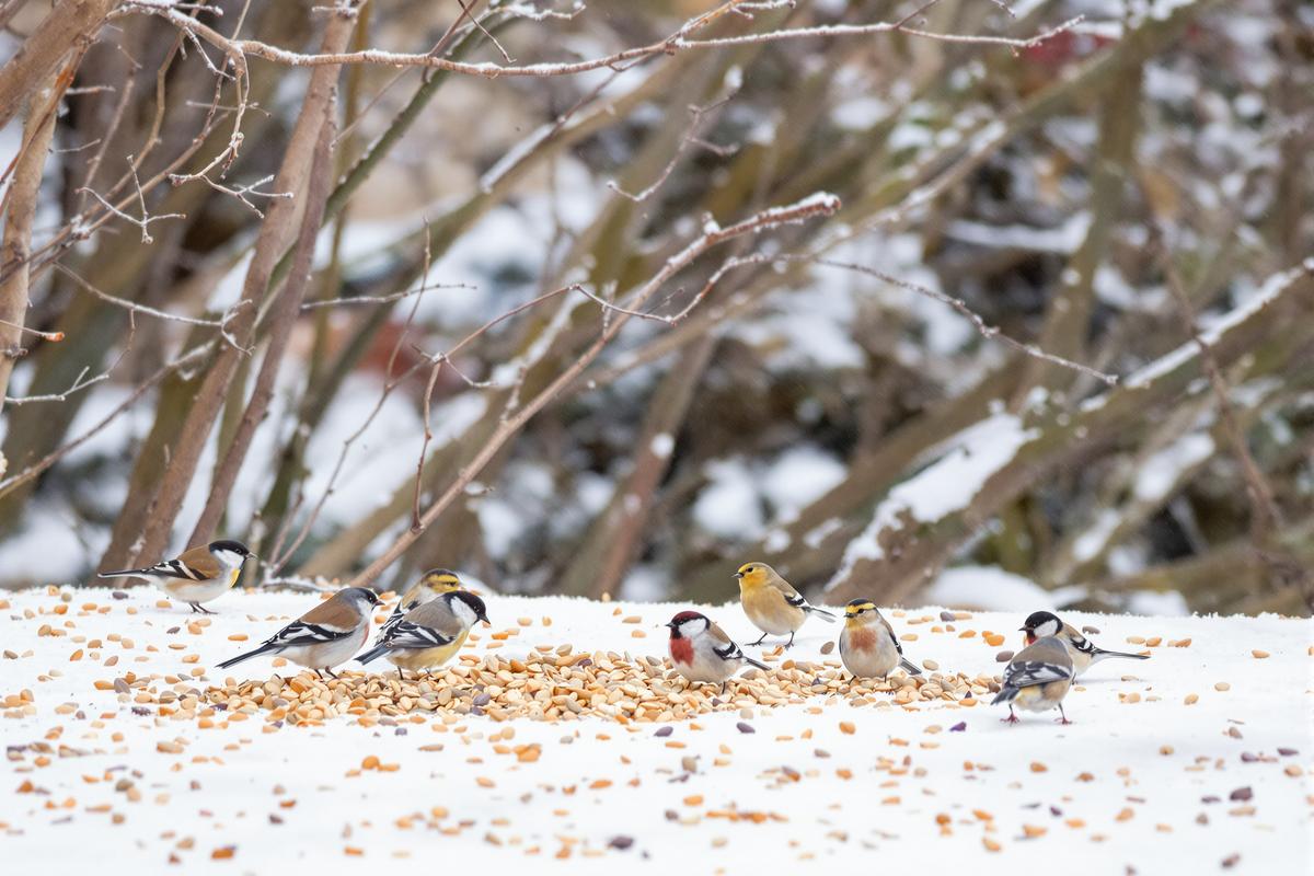 J’ai voulu aider les oiseaux du jardin cet hiver… La LPO me demande d’arrêter et explique le risque.jpg