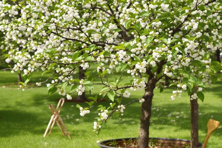 Jardin : cette taille sur plusieurs hivers sur cet arbre fruitier évite l’erreur qui ruine vos récoltes pendant des années.jpg