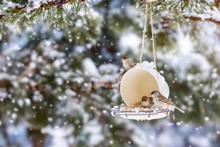 Ne jetez plus vos pots de crème fraîche vides ! Ils peuvent aider les oiseaux à survivre au froid de l'hiver.jpg