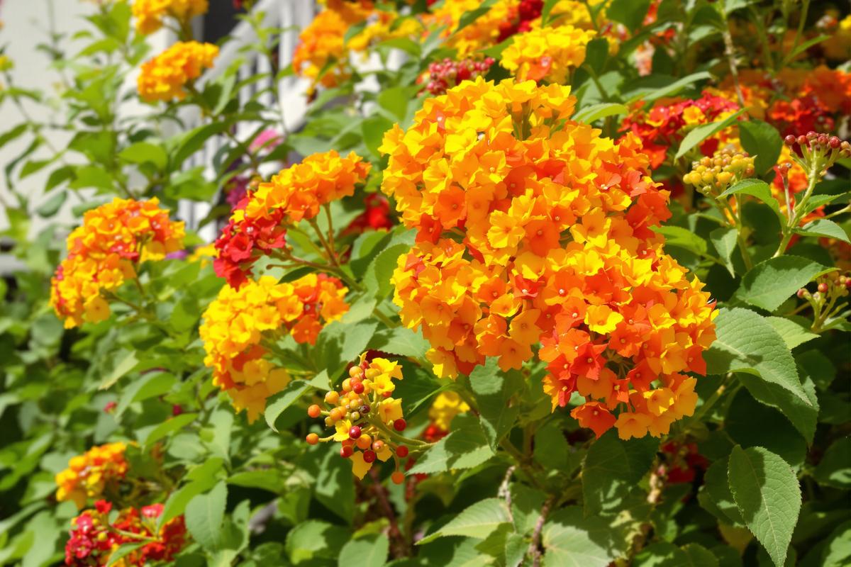 Planté en janvier, ce lantana m’offre des fleurs jour après jour, sans le moindre effort.jpg