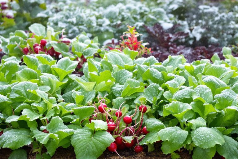 Potager d’hiver : ces 3 légumes à semer avant février qui décuplent vos récoltes quand vos voisins attendent encore.jpg