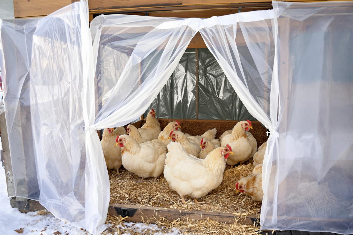 Pourquoi de plus en plus d’éleveurs installent un rideau dans leur poulailler en hiver (et ce que ça change vraiment pour la qualité de leurs œufs).jpg