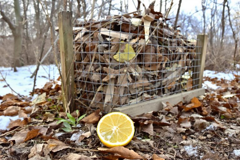 Pourquoi est-ce qu’il faut toujours laisser un demi-citron moisi à côté de votre composteur cet hiver.jpg