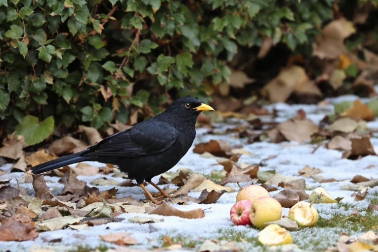 Pourquoi les merles désertent les mangeoires quand le froid arrive (et comment vraiment les nourrir).jpg