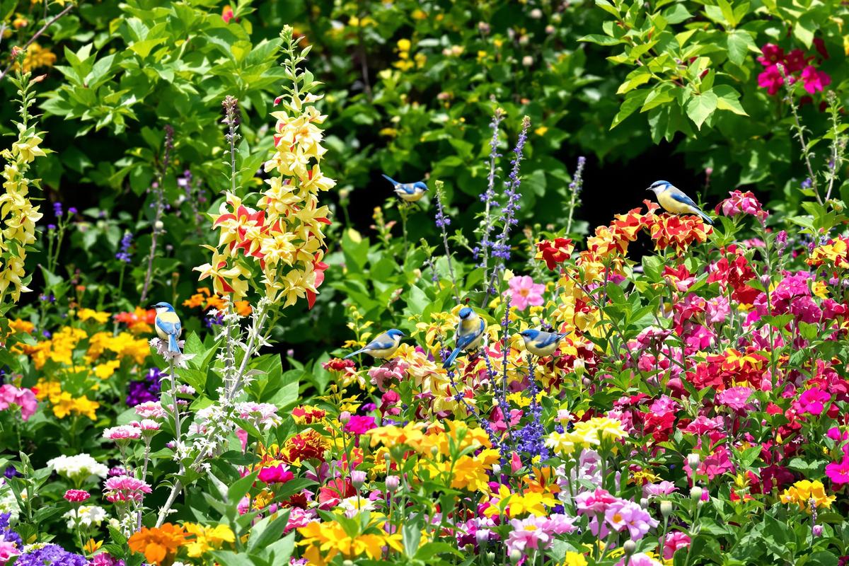 Quelle est la véritable signification de la présence de mésanges dans mon jardin ?.jpg