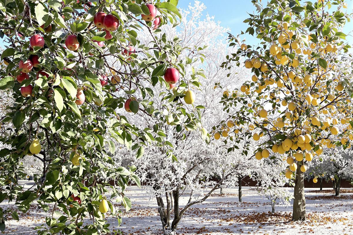 Vous avez jusqu'à fin janvier pour tailler ces 3 arbres fruitiers : après, il sera trop tard pour une belle récolte.jpg