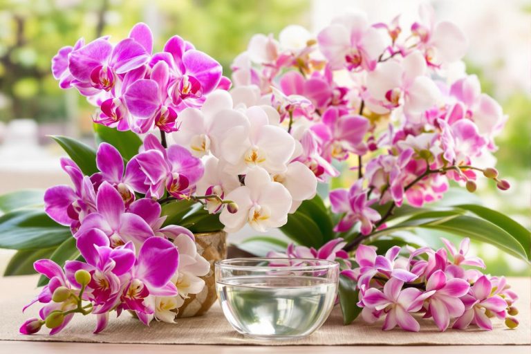 Vous jetez encore ce reste de cuisine ? Versé une fois par mois, il rend vos orchidées couvertes de fleurs.jpg