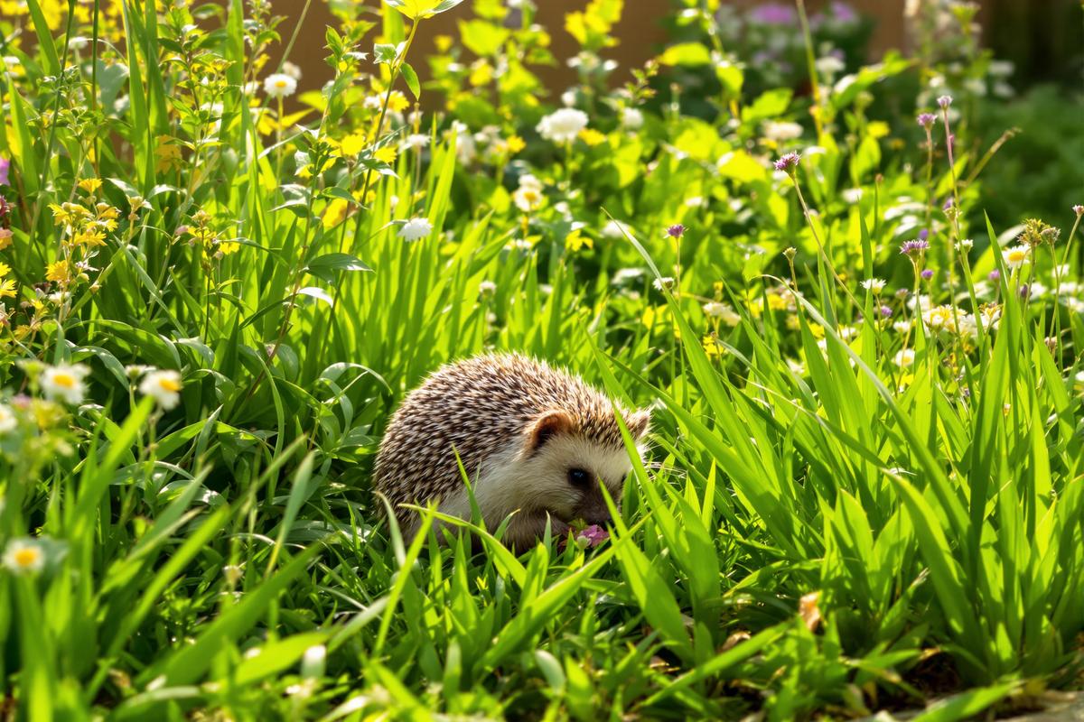 Vous voulez adopter un hérisson dans votre jardin la loi cache des règles que personne ne connaît.jpg