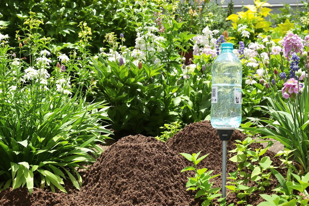 10 astuces pour faire fuir les taupes de votre jardin sans leur faire de mal.jpg