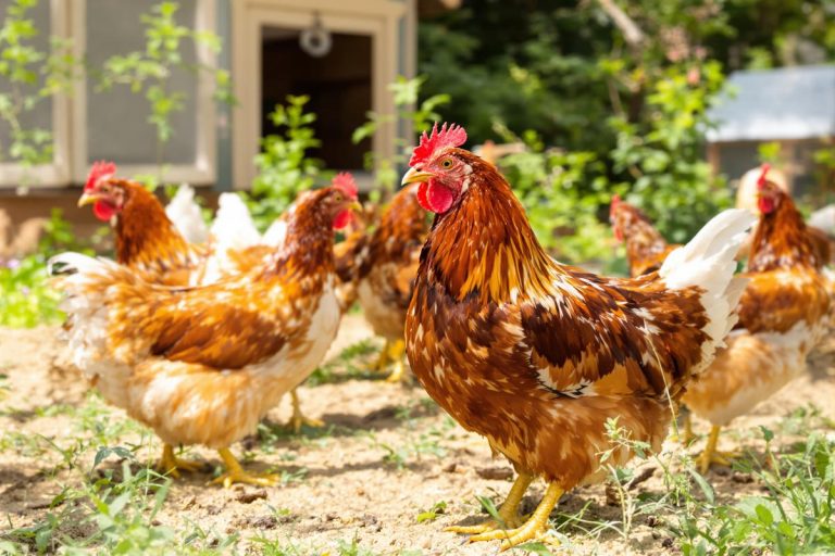 8 signes qui montrent que vos poules sont vraiment en bonne santé.jpg