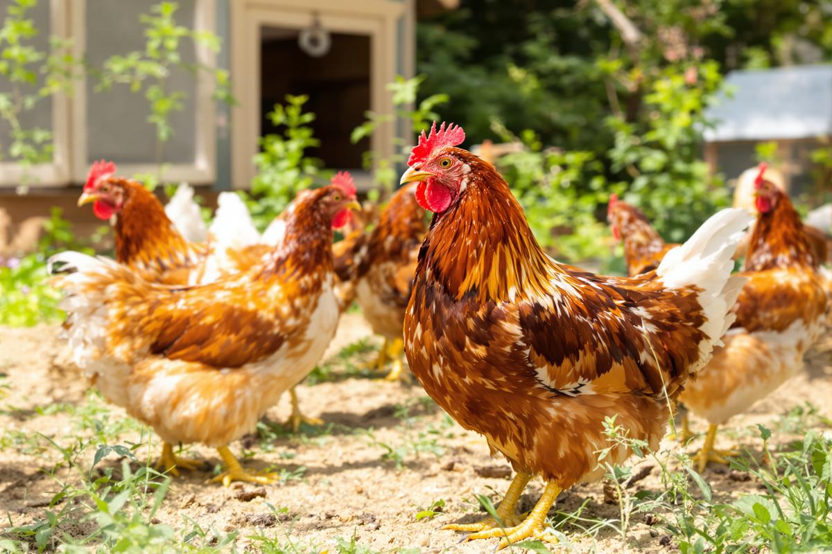 8 signes qui montrent que vos poules sont vraiment en bonne santé.jpg