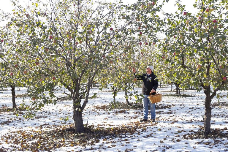 Arbres fruitiers : en février, ce petit geste méconnu peut sauver votre récolte d’été (avant qu’il ne soit trop tard).jpg