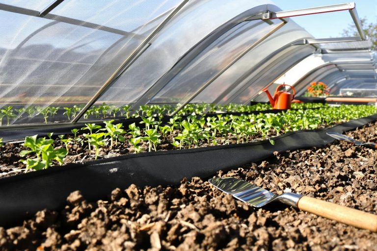 Au potager fin février : l'astuce des maraîchers pour gagner 3 semaines de récolte.jpg
