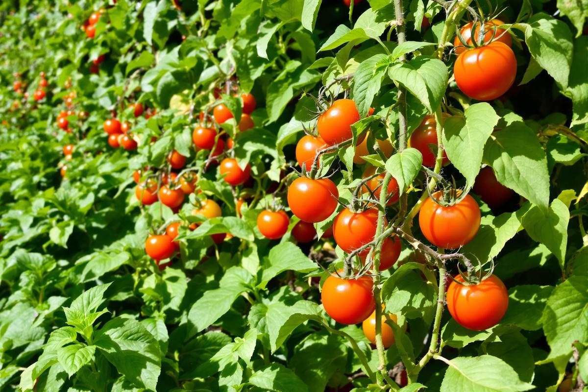 Au potager : mettre cette plante entre vos pieds de tomates est une obligation, pas une option.jpg