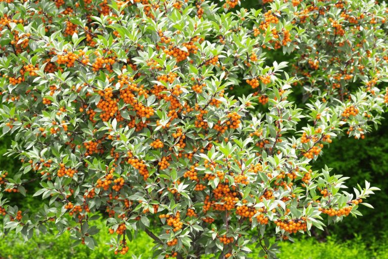 Cet arbre fruitier oublié offre des récoltes folles et presque personne n’y pense.jpg