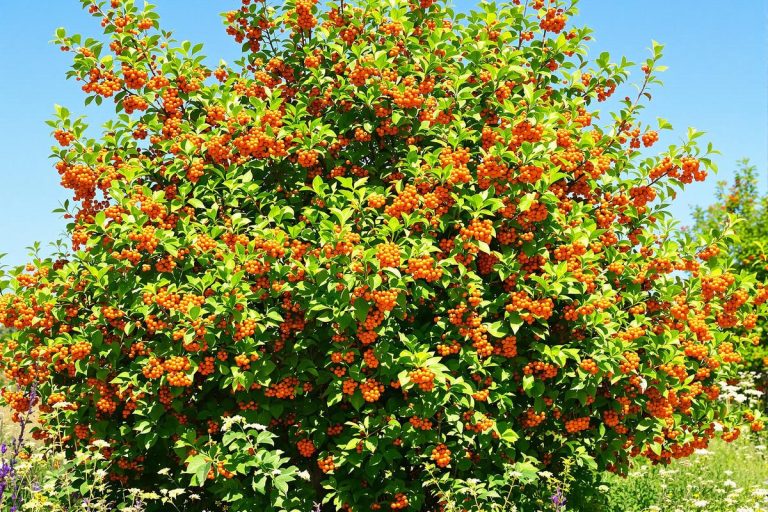 Cet arbre fruitier oublié offre des récoltes incroyables et presque personne n’y pense.jpg
