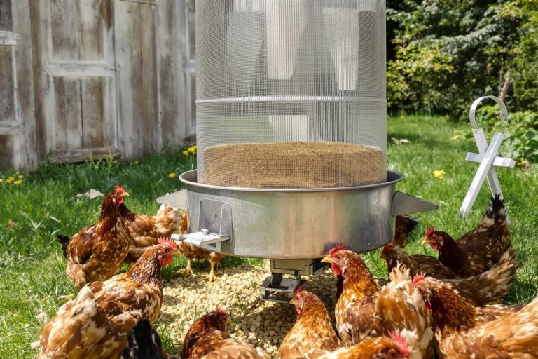 Cette mangeoire grande capacité pour poules perd près de 16 € sur Amazon, les éleveurs amateurs en profitent.jpg
