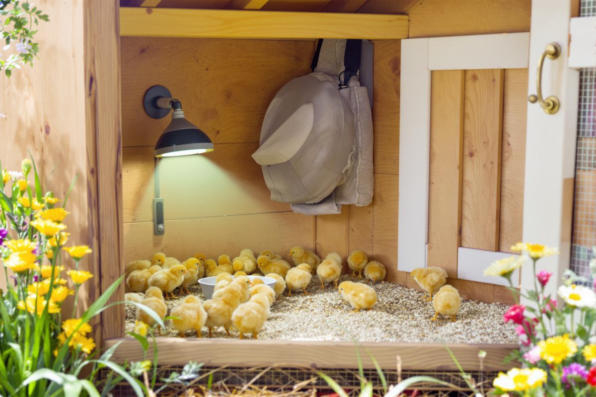 Comment accueillir des poussins au poulailler ? Conseils et bonnes pratiques !.jpg