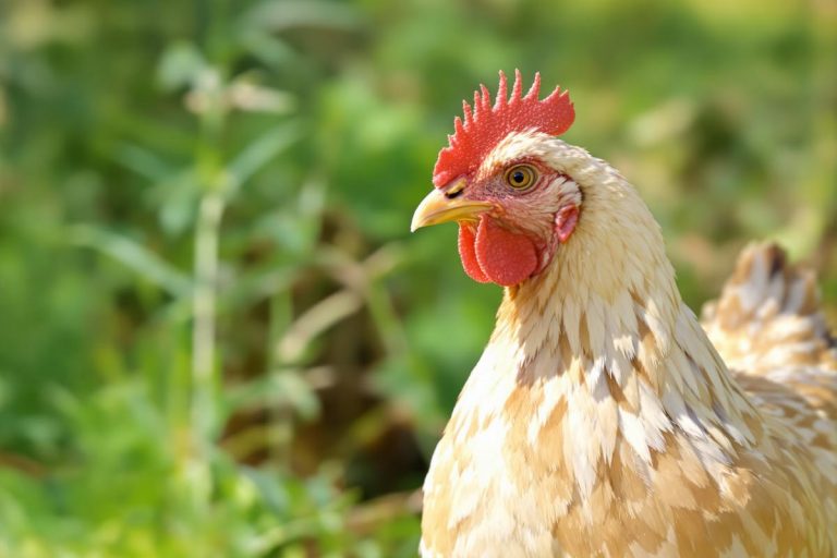 Comment connaître l’âge d’une poule ? 10 indices à suivre !.jpg