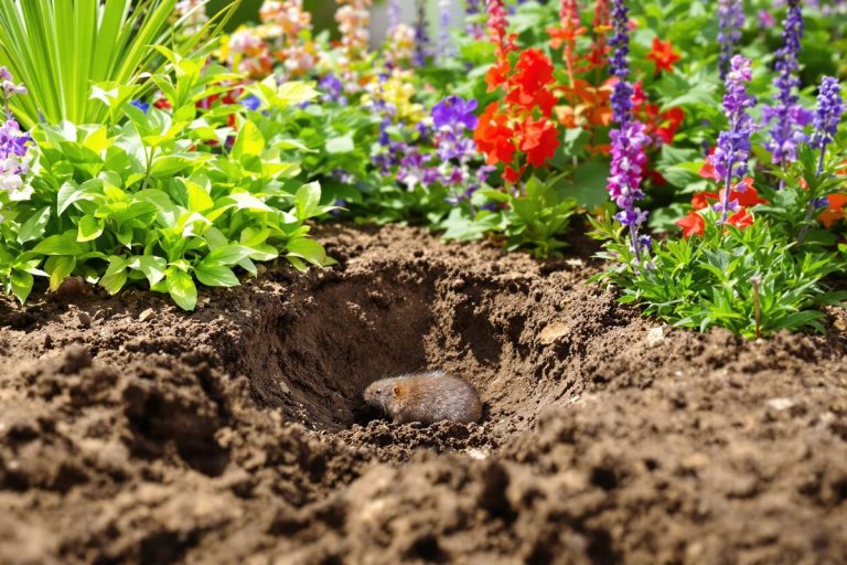 Comment déplacer les taupes de son jardin en évitant de les tuer ? 10 astuces !.jpg