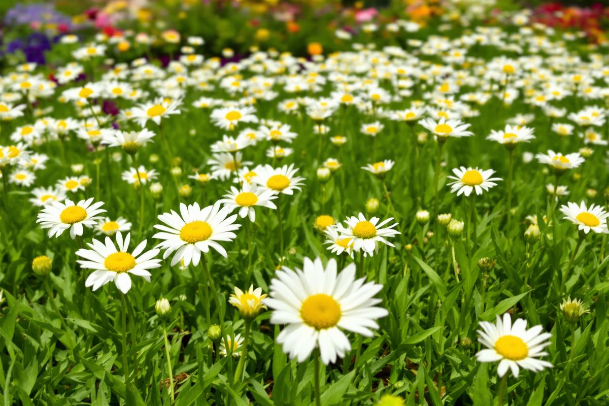 Depuis que je laisse cette petite fleur blanche pousser dans ma pelouse, mon jardin se transforme (et vous ratez un trésor).jpg