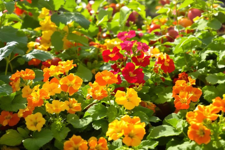 Derrière ses fleurs éclatantes, un pouvoir que beaucoup redécouvrent au potager.jpg