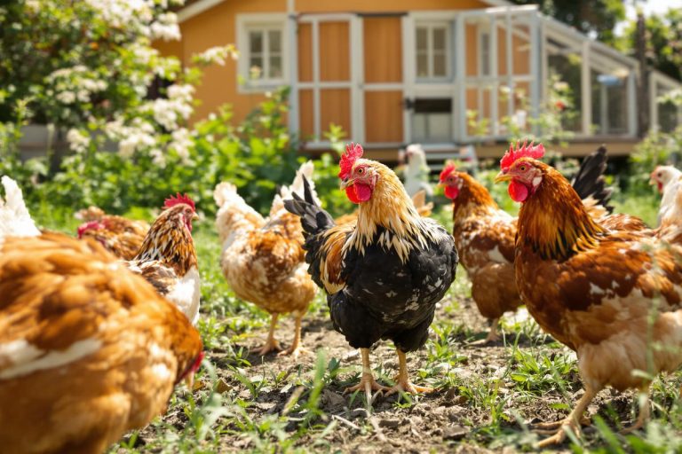 Donner du vinaigre à ses poules : bonne ou mauvaise idée ?.jpg