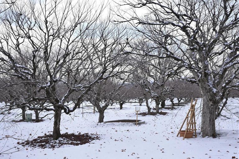 Faut-il fertiliser ses arbres fruitiers en hiver pour avoir beaucoup de fruits en fin de printemps et en été ?.jpg