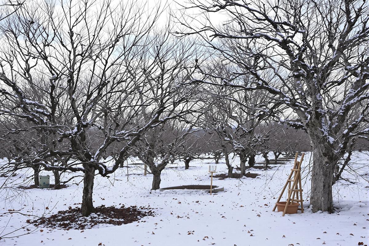 Faut-il fertiliser ses arbres fruitiers en hiver pour avoir beaucoup de fruits en fin de printemps et en été ?.jpg
