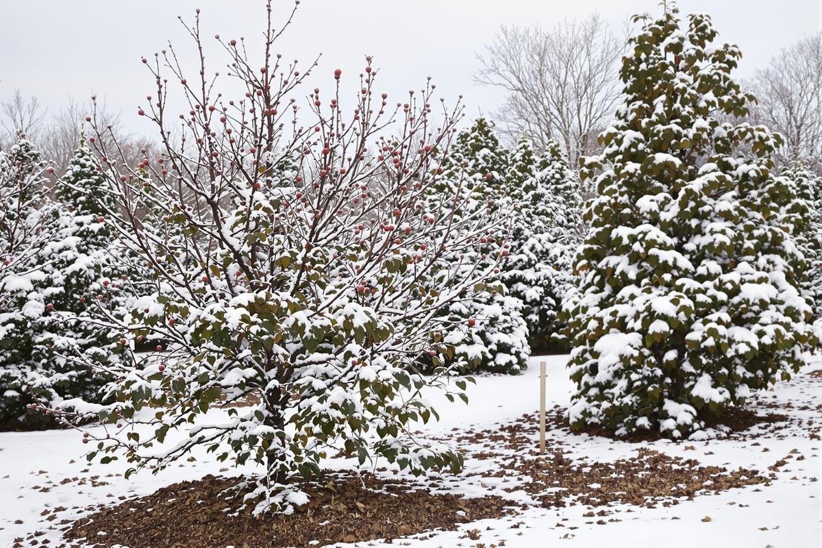 Faut-il fertiliser ses arbres fruitiers en hiver pour avoir beaucoup de fruits en fin de printemps et en été ?.jpg