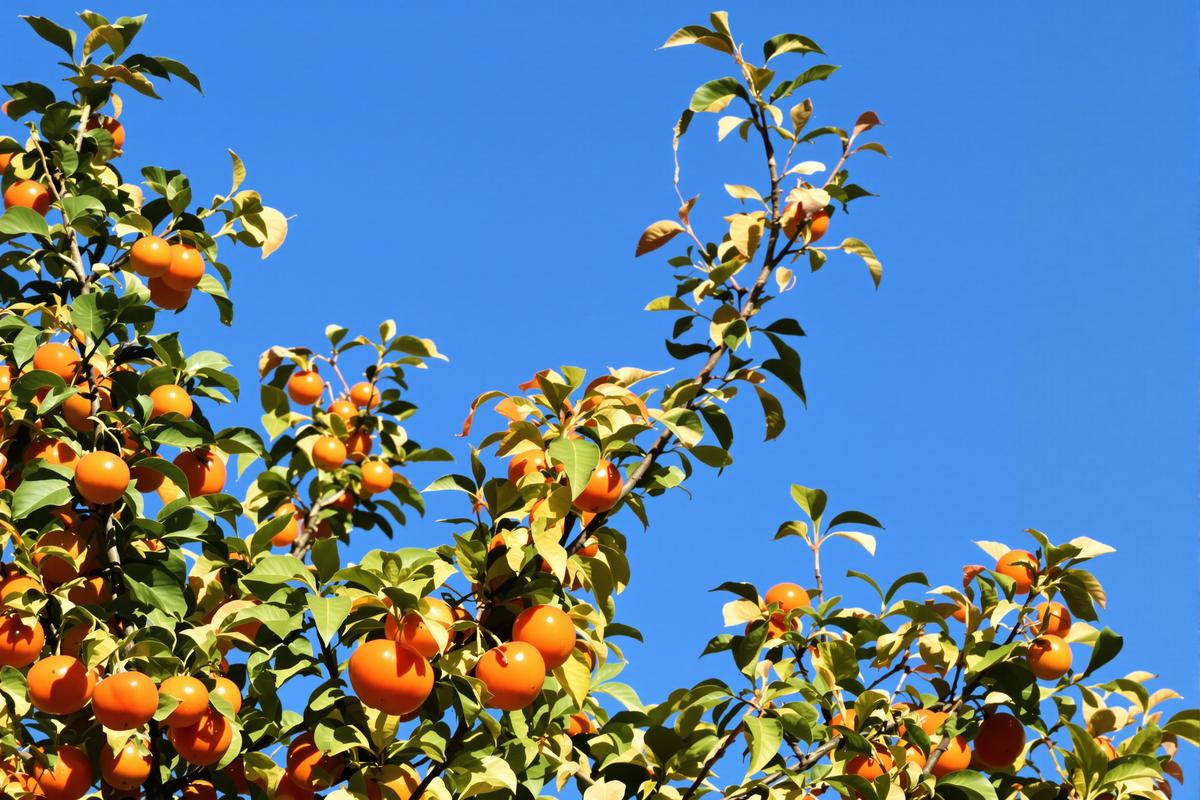 Il résiste à -15°C : le plaqueminier, cet arbre à kaki qui bouleverse les vergers dès sa première année.jpg