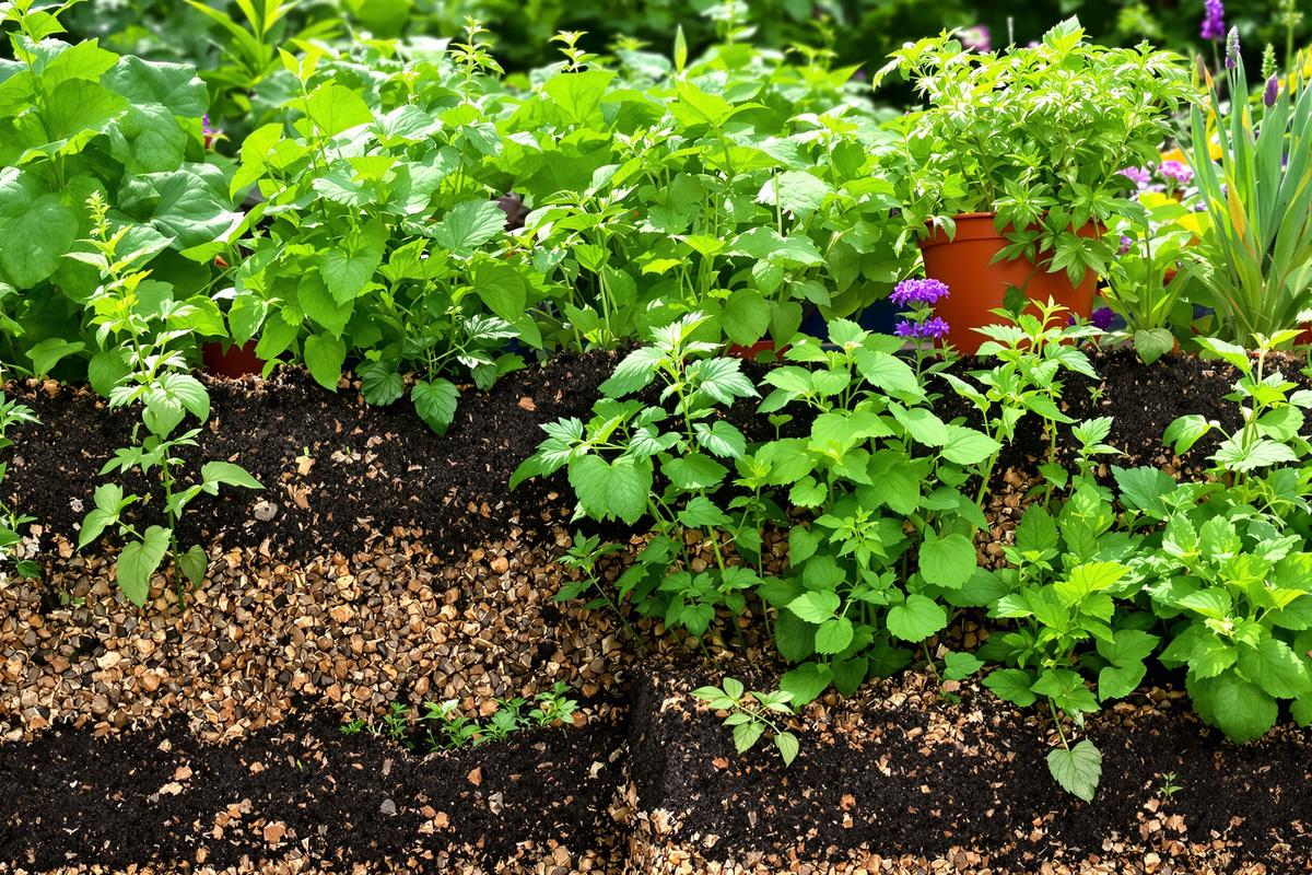 J'ai arrêté d'acheter du terreau depuis que je connais cette astuce à deux ingrédients (et mes plantes n'ont jamais été aussi belles).jpg