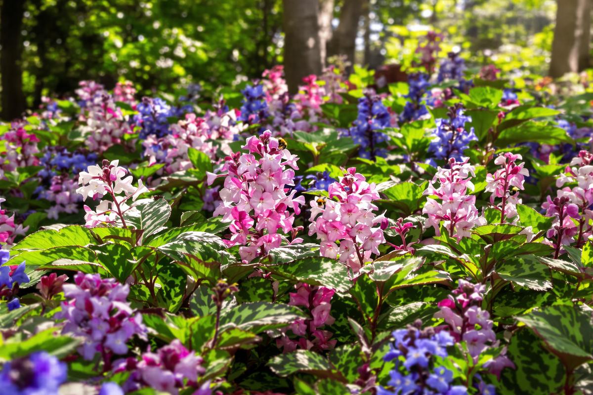 Jardiniers : cette vivace d’ombre insoupçonnée illumine l’hiver, nourrit les abeilles et bloque les mauvaises herbes.jpg