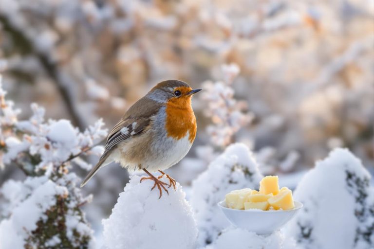 Les 5 restes de cuisine qui attirent les rouges-gorges tout l’hiver.jpg