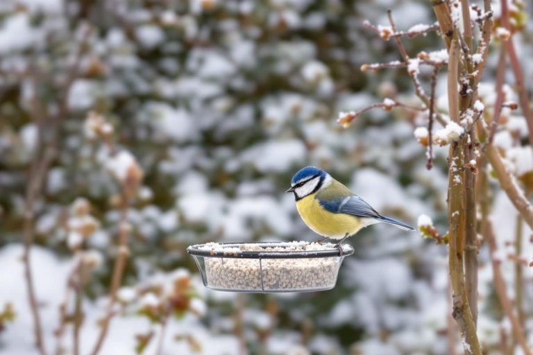 Mésanges bleues : faites vite ce simple changement au jardin pour les admirer tout l’hiver.jpg