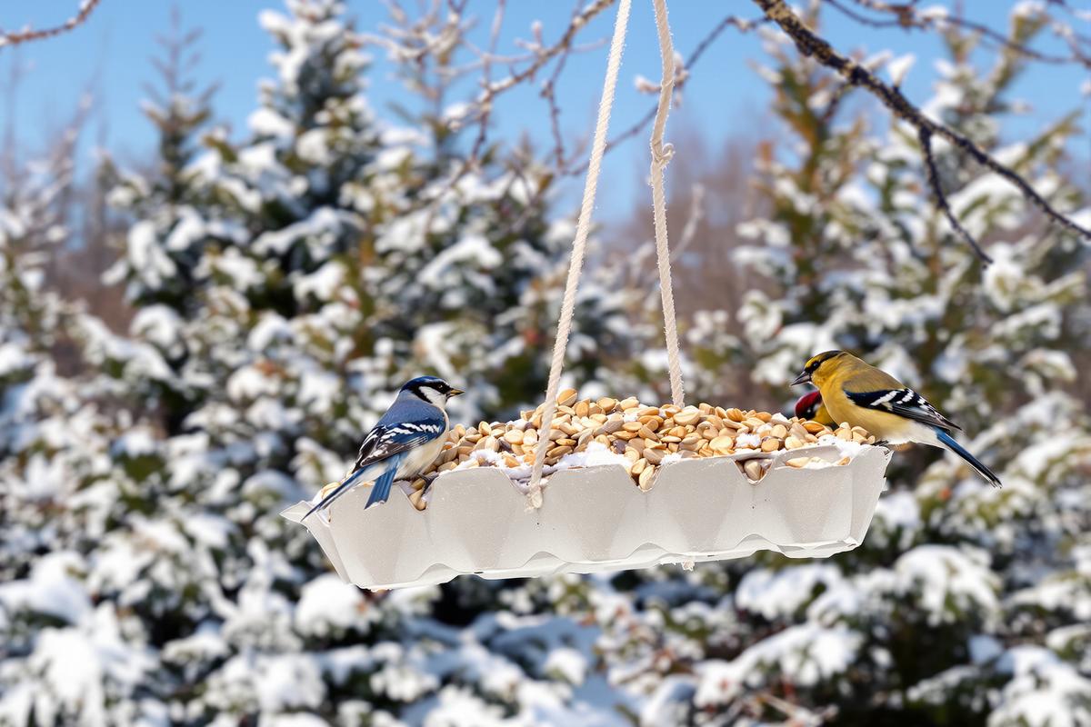 Ne jetez plus vos vieilles boîtes d’œufs, elles sont vraiment utiles au jardin pour attirer les oiseaux cet hiver.jpg