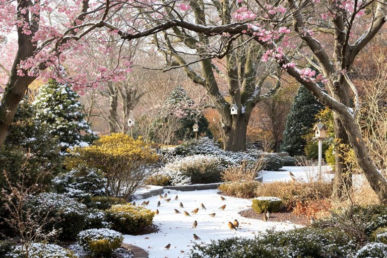 Oiseaux du jardin : cette erreur de fin d’hiver que la plupart des jardiniers font encore (3 gestes à faire avant début mars).jpg