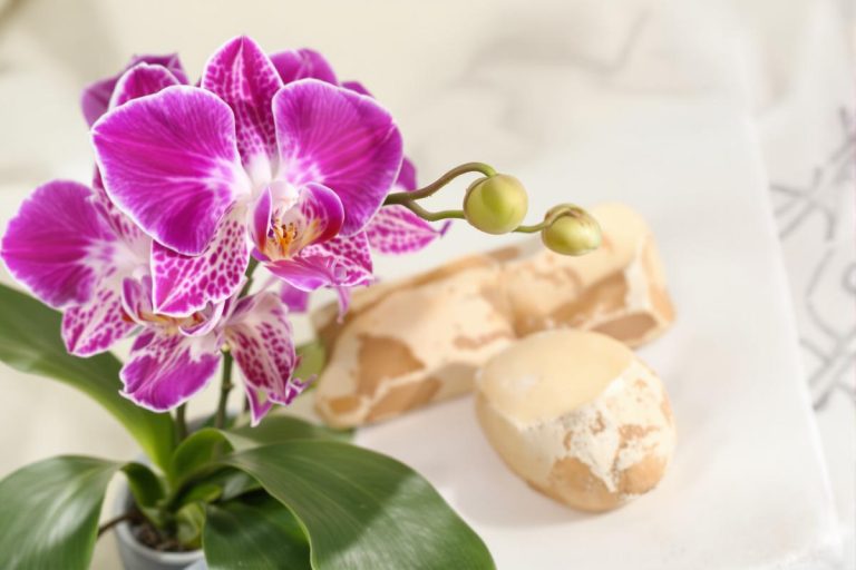 Orchidée : faites-la refleurir presque instantanément avec une pomme de terre.jpg