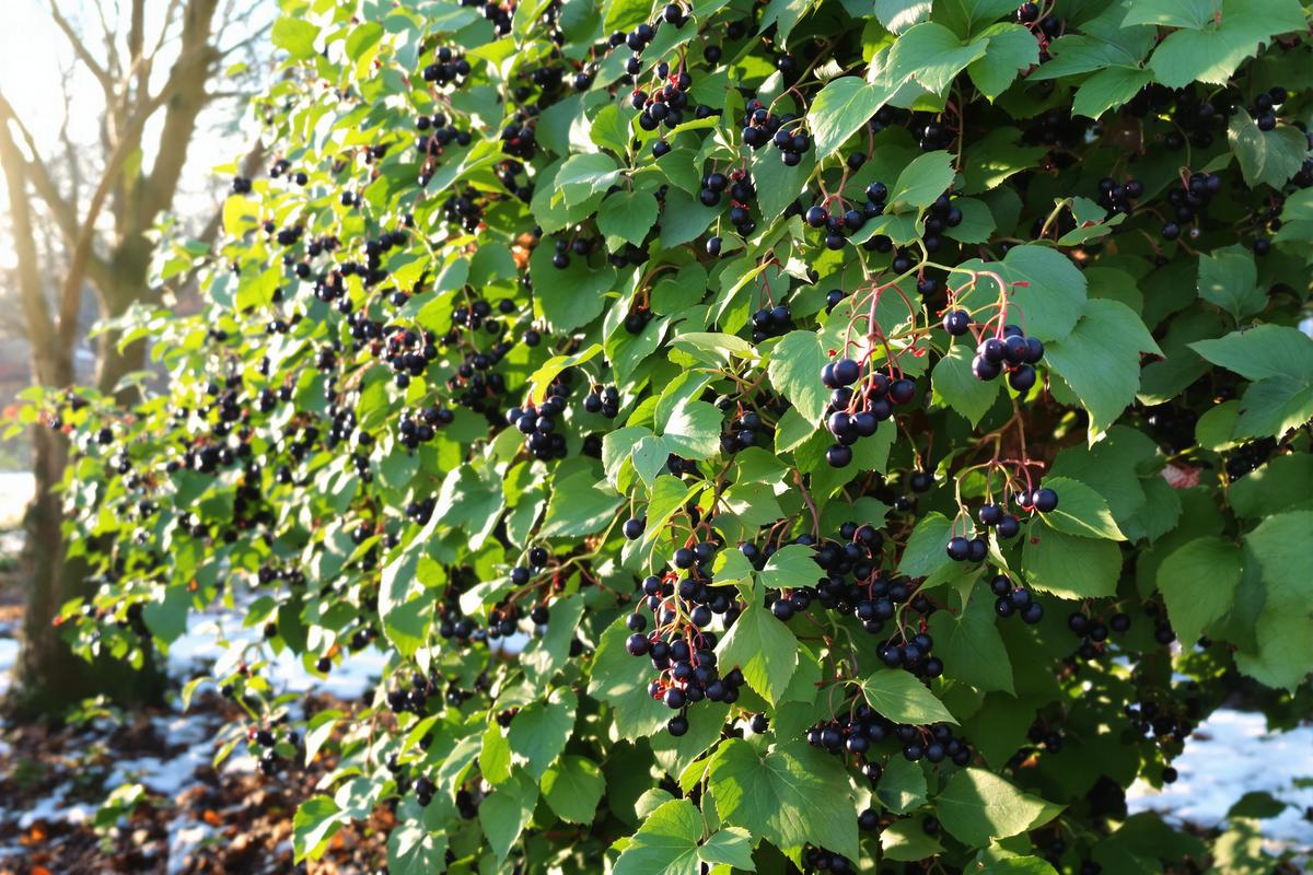 Plantez en février, ce fruitier rustique produit des kilos de fruits rapidement !.jpg