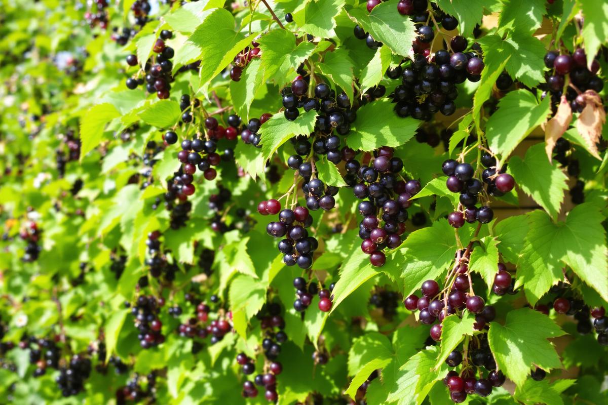 Plantez en février, ce fruitier rustique produit des kilos de fruits rapidement !.jpg