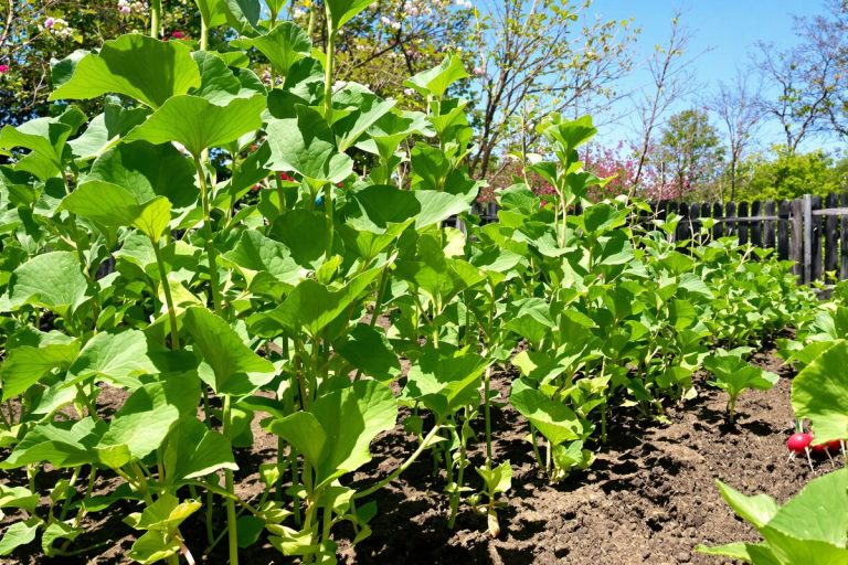 Potager : cette légumineuse de printemps à semer dès février renforce le sol et bloque les pucerons sans aucun traitement chimique.jpg